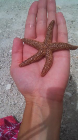 starfish.jpg