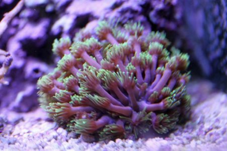 GreenGonipora2014091001.jpg