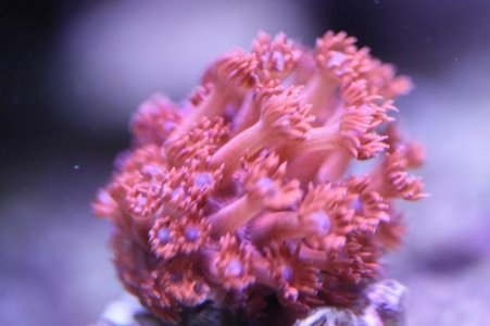 RedGonipora2014091003.jpg