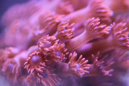 RedGonipora2014091002.jpg