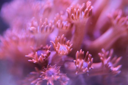 RedGonipora2014091001.jpg