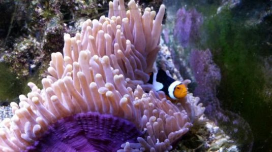 Copy of ritteri anemone.jpg