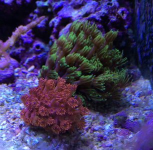 RedGonipora2014091201.jpg