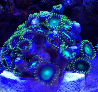 Zoa2.jpg