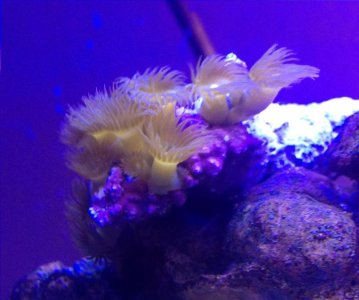 yellow Zoa.jpg