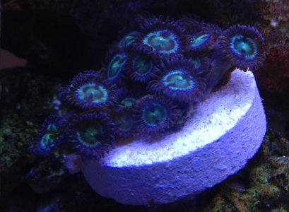 Blue zoa.jpg