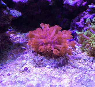 RedGoniopora2014091501.jpg
