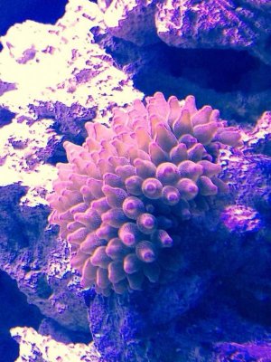 ImageUploadedByTapatalk1410814867.517743.jpg ImageUploadedByTapatalk1410814867.517743.jpg