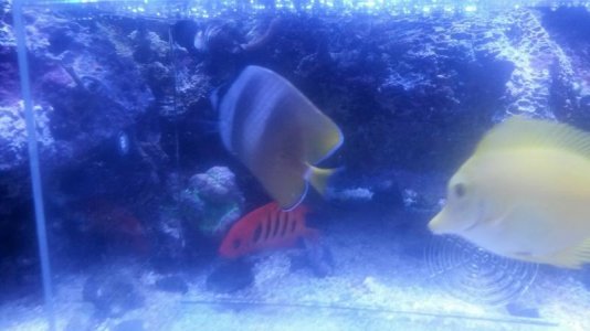 Kleins butterfly.jpg