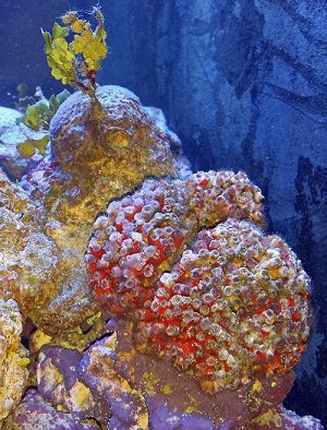 Coral 1.jpg