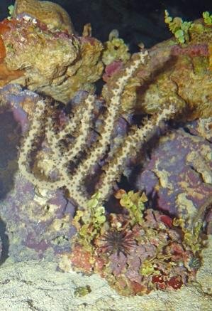 Coral 2.jpg