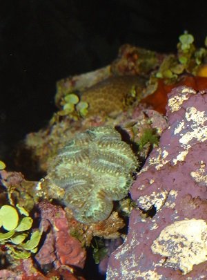 Coral 3.jpg