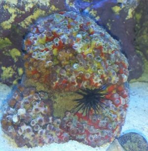 urchin.jpg