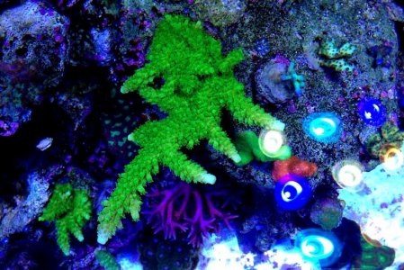 green slimmer4-7-13.jpg