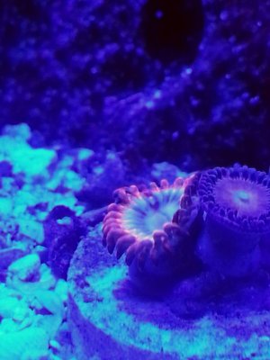 zoa morph.jpg