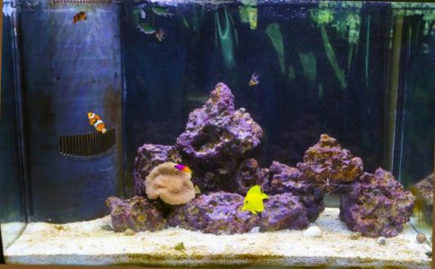 Aquarium 1.jpg