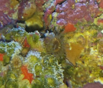 Weird2Polyp.jpg