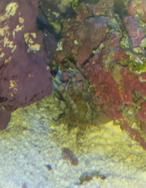 weird3Anenome.jpg