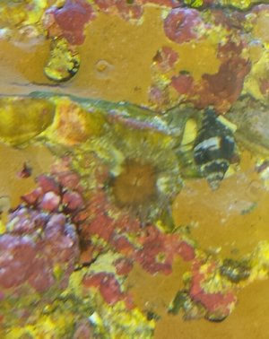 Weird4Anenome.jpg