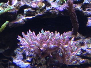 IMG_1033.JPG