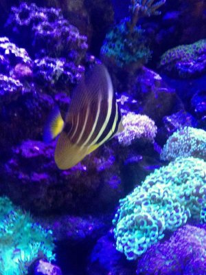 sailfin.jpg