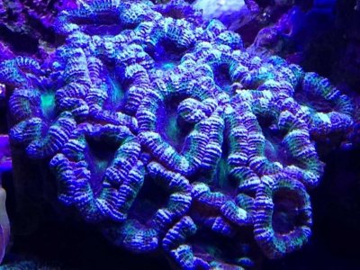 ImageUploadedByTapatalk1411756757.494315.jpg