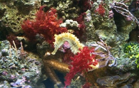 seahorse1.jpg