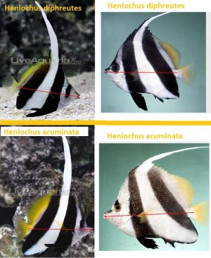 Heniochus-diff.jpg