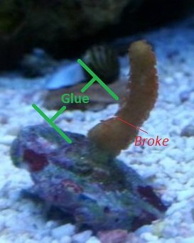 Orange Montipora Digitata.jpg