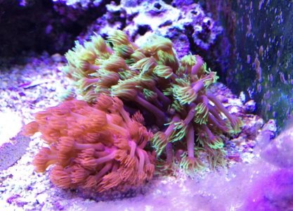 Gonipora2014093001.jpg