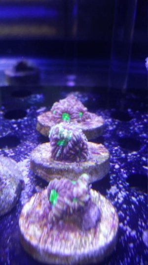 Dro Black Bumble Bee Favia FS.jpg