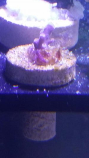 Tyree Rainbow Shortcake FS.jpg