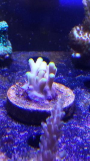 YR Yellow Stinger FS.jpg