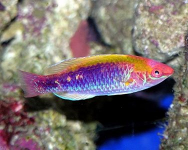 wrasse.jpg
