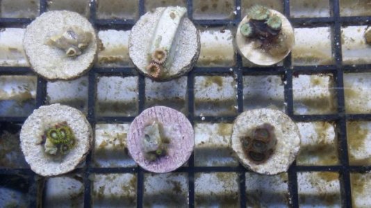 Zoas FS.jpg