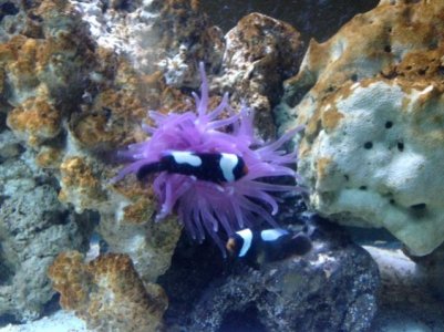 anemone with clown.jpg