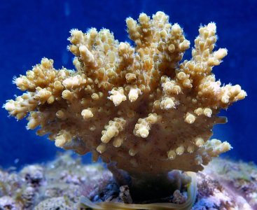 Acro_sp_1.jpg