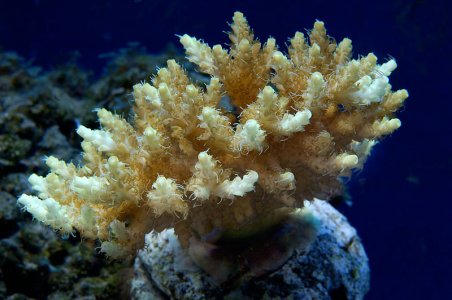 Acro_sp_11.jpg