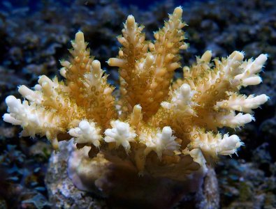 Acro_sp_2.jpg