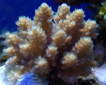 Acro_sp_3.jpg
