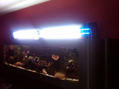 kantelbare verlichting T5 op FlatAQUA 280 met blauwe leds.jpg