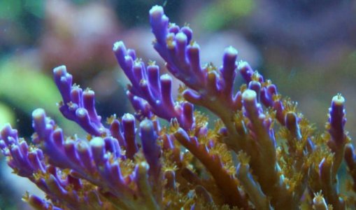 Acropora sp-Tort-Purple.jpg
