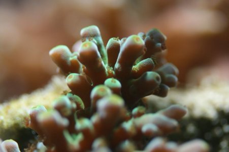 Acropora Frogskin.jpg