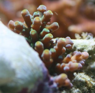 Frogskin Acropora.jpg