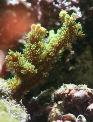 Acropora sp-Shaggy Green Staghorn-21.jpg