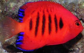 dwarf_flame_angelfish.jpg