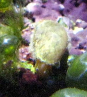 web_unidentified_gastropod_ 003.jpg