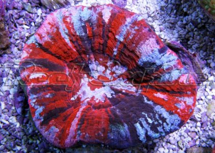 4_scolly_6_color__400[1].jpg
