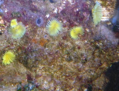 Wild Caught Rock Encrusted Feather Worms.jpg
