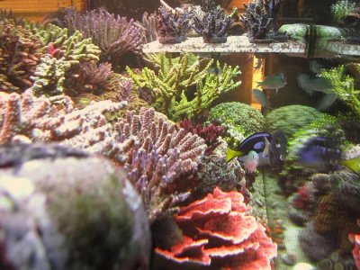 75g dt side view feb 15 2010 pt.2.JPG